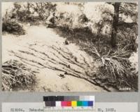Tehachapi Flood Area. September 30, 1932. Favorable influence of even thin layer of litter under pinon pine as compared with gulleying on bare interspaces. October 1932. Lowdermilk