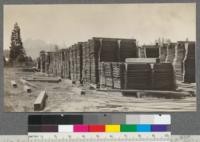 Air drying of surplus rotary cut veneers of "California White Pine". Weed Lumber Company, Weed, Calif. June, 1920. E.F