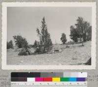 Center--Specimen of Pinus aristata (Bristlecone pine) 72 years old. Also shows scattered growth at 12,500 feet in the White Mountains, Inyo County. Pinus aristata is 7" in diameter and 18 feet tall. Photo by Robert E. Burton of Santa Cruz, September 1954