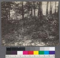 Thin stand of reproduction of most tolerant species, Acer Saccharum, under shade of old stand of Birch, Beech & Maple, just 9 ft. from roadway juncture. Douglas Lake, Michigan. C. Loew 1909