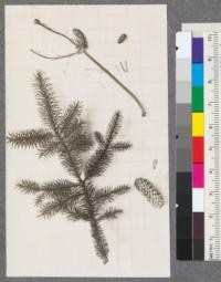 Picea sitchensis. Sitka Spruce. 1919