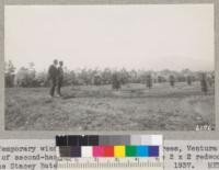 Temporary windbreaks for young lemon trees, Ventura county, made of second-hand lath tacked to a single 2 x 2 redwood stake, on the Stacey Bates place. Cost about 50 cents. 1937. Metcalf