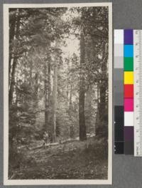 Mixed coniferous type. White Fir and Incense Cedar in picture. 40 #5 Section 26. Gowen holding allowance for elevation on topographic chain. July 1917. Met