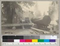 A large sequoia log from a snag on the carriage at Whitaker's Forest sawmill. This log is much too big for the 58" saw. The Reo engine used is too high speed and burns out many bearings. 1940. METCALF