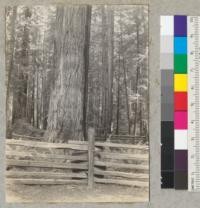 Redwood. "Flatiron" tree. View to "toe" from the north. Tree #1673. 8-1840, E.F