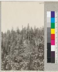 A skyline view of Sugarpine tops, Schneider Creek, near Camp Califorest. In the middle foreground is a young pyramid-shaped sugarpine showing a heavy crop of cones on the south side of the tree and none on the north. 1926