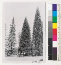 Sequoia sempervirens and Sequoia gigantea at Institute of Forest Genetics. Biahan Yassamy, Jose Nicolas, Jim Averell & Fernando Gil. Metcalf. May 1954