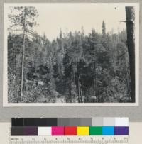 Redwood Region. Selective cutting. Clark Fork of Tenmile River. Mendocino County, California. Logged 1948. Sept. 1, 1949. E.F