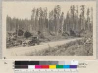 Windthrown timber ten miles from Lake Quinault, Washington, in Douglas Fir type. Note hemlock seedlings along edge of the highway