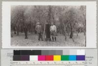 Several trees in the cork oak plantation at Chico were in full flower on May 10. Marsa and Greenan are inspecting the twigs of a tree at the east side of the plantation. Flowers were collected and shipped to New York. Metcalf