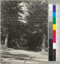 Lane of Monterey Cypress near Windsor, California. From Highway 101. Trees about 24" in diameter. 5/21/37 E.F