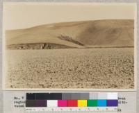 No. 7 - California, Ventura County. Erosion in lima bean region. A view of serious accelerated erosion from cultivated slope in Bard Canyon. February 23, 1932. W. C. Lowdermilk