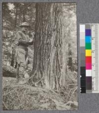 Redwood second Growth 33.4'' diameter at breast height forty-nine years. Arcata, Plot 12. D. Bruce Sept. 1922