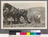 Hauling ball rooted trees of Pinus halepensis from Canyon Nursery, Spring 1917. Tree planting in Berkeley Hills by the Department of Landscape Gardening. Hauling transplants to site