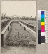 1-0 redwood seed beds - Fort Bragg Nursery. Sept. 1, 1923