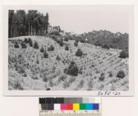 Nat Crouch plantation Feb. 12, 1953. This shows much better growth of pines on S. slope than Douglas fir. They are a year younger than the fir. Most should have been sold at Christmas 1952 but Crouch was sick and did not advertise them. Feb. 1953