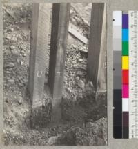 Chemonite wood preservative. Tests posts 4" x 6" white fir set by Diamond Match Company at Stirling City, California. Post to right is treated, one to left is an untreated check. Ground line marked with white chalk. Note perfect condition of treated post and decay in the check post. Both pieces from same 16' stick. The treated post was removed and split in half with axe. See #6978 for internal condition. One half taken to Berkeley. Other half returned to the test ground. See #6976. 8-6-41. E.F