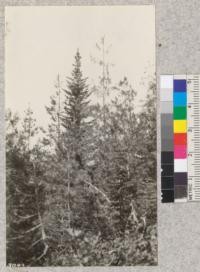 In the storm burn. Alpine fir uninjured; Lodgepole and White pines singed. Red Mountain, Columbia National Forest, Washington. Storm was June 26, 1923