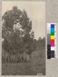 Open grown Manna gum (E. Viminalis) in Zentder 20 year old grove, Humboldt County. In contrast to the E. rostrata with which it is growing it has made splendid growth. March, 1923