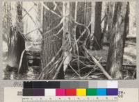 White Fir. Canyon Creek #3. Site 60' at 50 years. Volume 70,100 board measure per acre. age 102 years