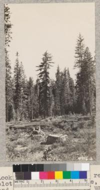 Looking across Strawberry reproduction plot to typical Sugar Pine, Yellow Pine, and fir crowns at edge of uncut forest