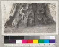 Sequoia gigantea in group near California Hot Springs. Tissot