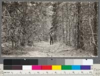 Plot O - Chico Station. Mixed plantation of conifers and hardwoods planted 6 feet apart in rows, rows 12 feet apart. To left hackberry sprouts and Austrian Pine; to right, Incense cedar, E. White pine and walnut