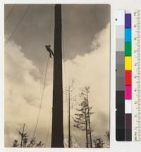 Redwood Region. Series of three views, 6037-8-9, showing man going aloft to put cable end through block after a break. Dolbeer and Carson Lumber Company. July 1936. E. F