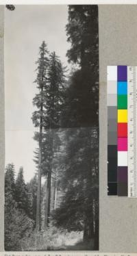 Redwoods on bluff above South Fork Eel River, Kent Grove (Garden Club Grove opposite). Just south of mouth of Canoe Creek. 61" diameter at breast height, 280' high. Bluff about 25' high. E. F. 8-2-37