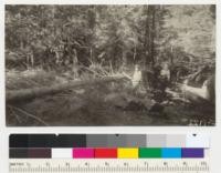 Sequoia gigantea #2 - 17" diameter at breast height x 97', 56 years old being trimmed of branches. Trunks of remaining dominant trees in the background. 1938. Metcalf