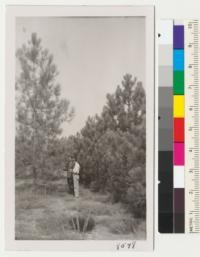 A Torrey pine in the Charles Davis plantation of pines near Lompoc, California. Trees set out by Davis about 15 or16 years ago. Row of Coulter pines at the right. Now a part of Camp Cook