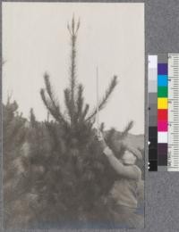 N. W. Scherer and a 60" leader on a 6-7 year old Monterey Pine (Pinus radiata) in Strawberry Canyon. January 20, 1920. New growth of 1920 already well started