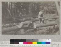 Big River, Mendocino County, California. Redwood Second Growth Cutting Experiment plot. Making a stem analysis--counting and measuring growth rings--not always possible to get to the ends from the ground. V. B. Davis with rule, E. Fritz with notes. March 1923, E. Fritz