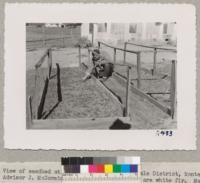 View of seedbed at the Crouch ranch, Prunedale District, Monterey County. Farm advisor J. McCormick in picture. Seedlings are white fir. March 1950. Grah