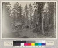 Buildings of the Cloquet Forest Experiment Station are situated in a stand of Jack and Red Pines. Minnesota