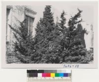 Juniperus Chinensis Var. Torulosa, Juniperus Chinensis (center), and Taxus Baccata Fastigata. East of Men's Gym. University of California. Metcalf. Feb. 1953