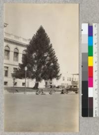 Araucaria (bidwillii). A beautiful specimen in front of the county building at Santa Rosa. The species is very likely bidwillii. See also #4077. March, 1929