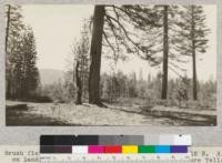 Brush fields in the north half of Section 16, T. 12 N. R. 13 E. on lands of the Michigan-California Lumber Company, where Yellow pine is becoming established and driving out the brush. This picture shows pines of several age classes, from the youngest to perhaps 300 years old. This area is known as the park, locally. See also 2636 and 2637. May, 1925