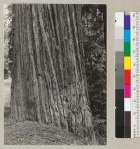 Characteristic redwood bark in Franklin K. Lane Grove. A 9-foot tree. 6-30-35, E.F