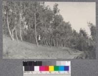 San Leandro (Lake Chabot) plantations, Alameda County. Views in the Red Gum (Eucalyptus rostrata) Grove shown in #1515. Trees typically crooked and broken in the tops. January 1921