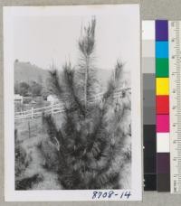 Dr. McNulty's Monterey Pine Plantation in Healdsburg. Tree #2 before pruning. March 1955. Metcalf