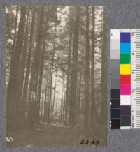 Secondgrowth Redwood Field Study. View of road near Eureka Park - plot #4. D. Bruce - Oct. 1922