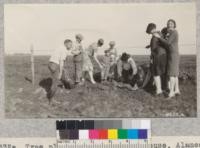 Tree planting at Mountain House, Alameda County, when the Farm Bureau set out a half mile of Arizona Ash trees. Metcalf. Feb. 1928