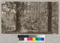 Planted Eucalyptus globulus grove through row of Monterey pines, near Aptos, Santa Cruz County, May 1928. Metcalf