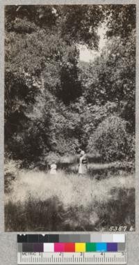 A little glade under some large oaks near the Hitchcock residence, Ritchie Creek, Napa County