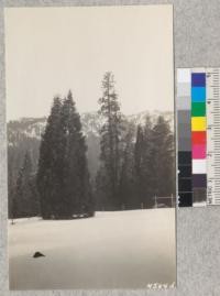 Snow scenes at Whitaker's Forest. April, 1929. Metcalf. The "Whitaker's Pride" group of Sequoias