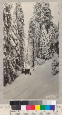 Snow scene - Whitaker's Forest. W. Metcalf. November 15, 1931