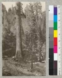 Large Big Tree in highway switchback, Whitaker's Forest, Tulare County, July 1926