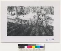 C. R. Tillotson, USFS retired, Axel Ron Poulsen and W. Metcalf in bed of ponderosa pines on the Patty place near Hartland, Tulare County. Trees come from the Shasta Nursery and Mr. Patty plans to plant them this coming winter