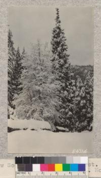 Snow scene - Whitaker's Forest. W. Metcalf. November 15, 1931